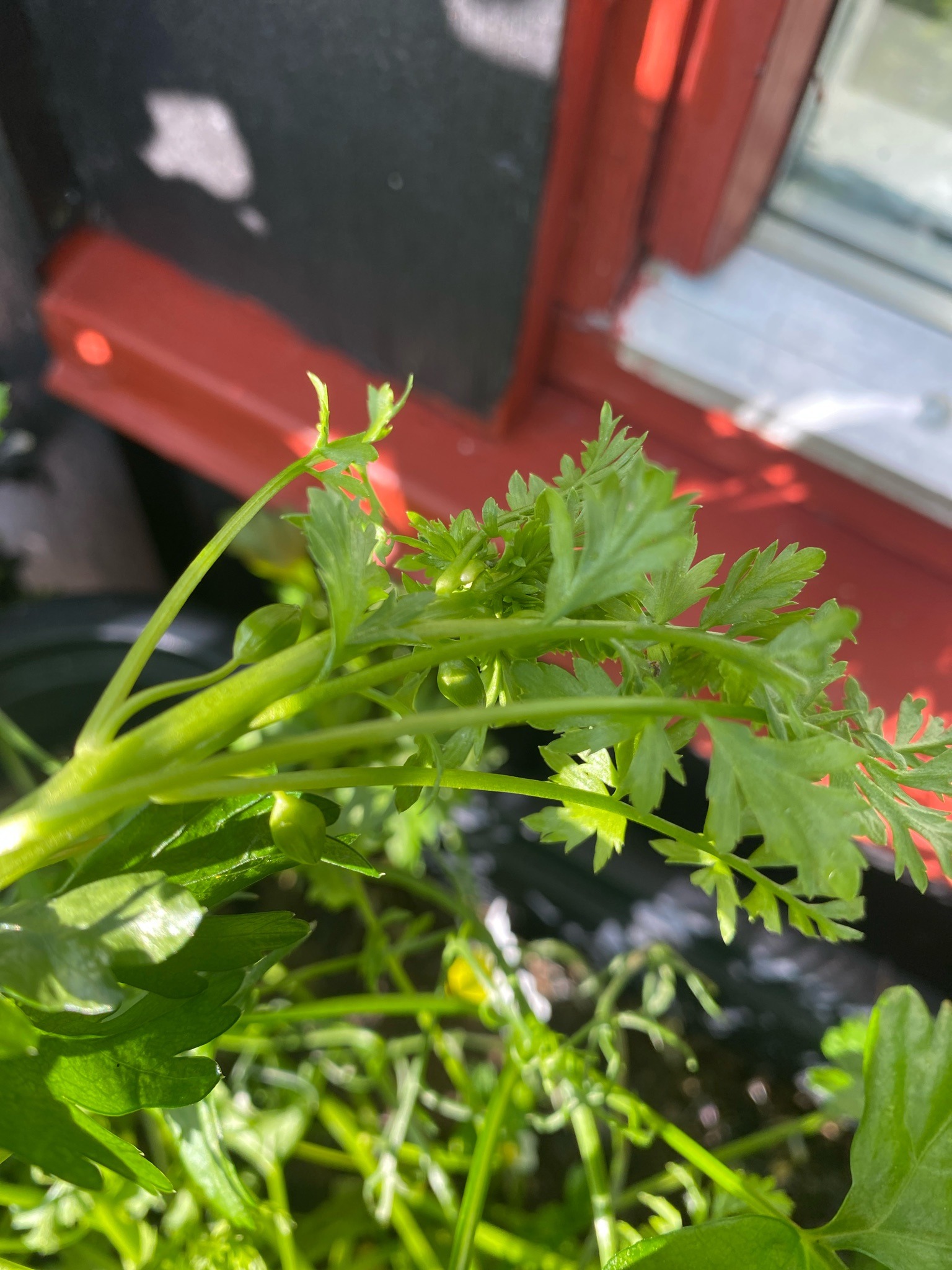Parsley
