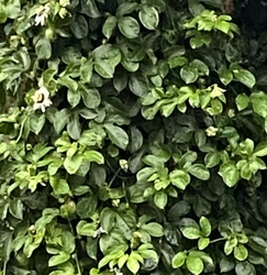 Passionflower