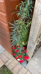 Passionflower (Blue Passionflower vine visible with mixed bedding plants below)