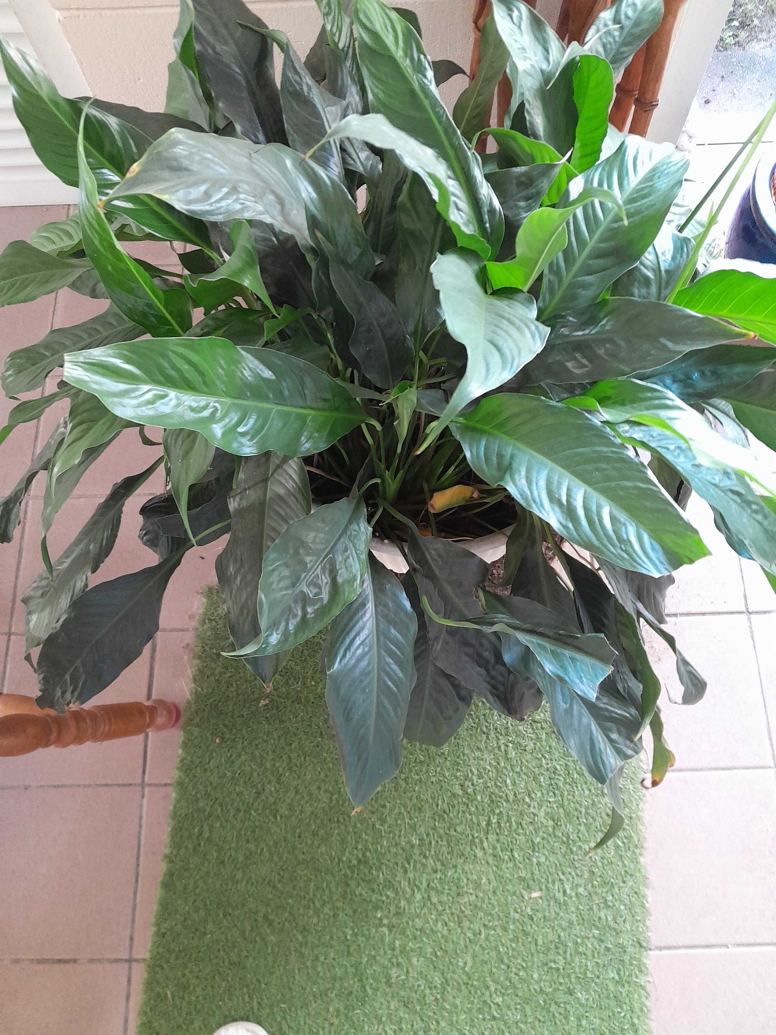 Peace Lily