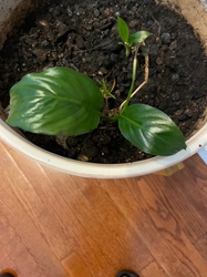 Peace Lily