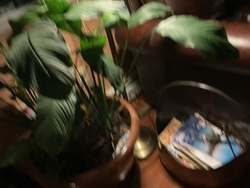 Peace Lily