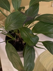 Peace Lily