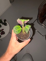Peacock Plant