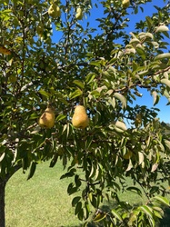 Pear tree