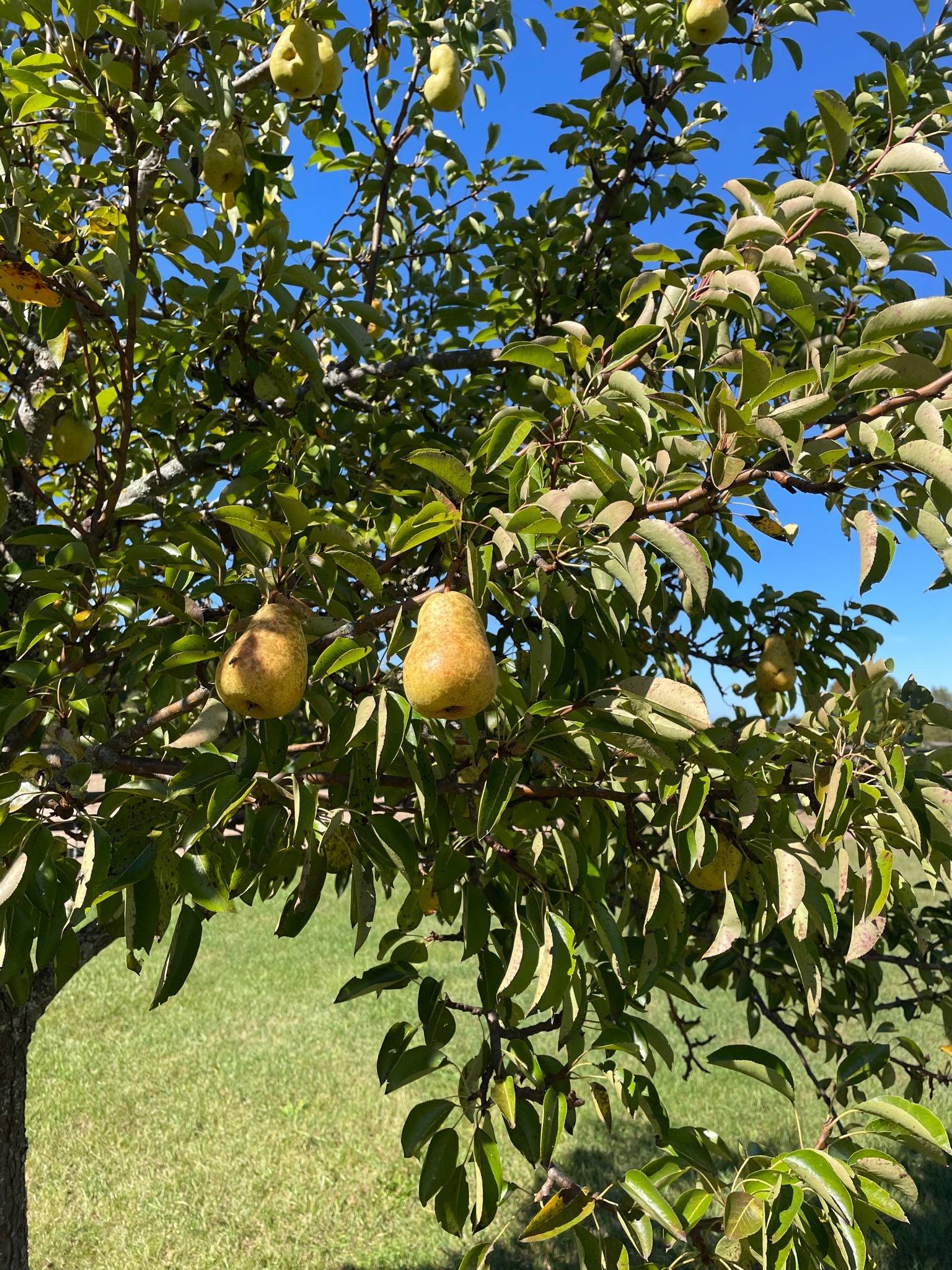 Pear tree