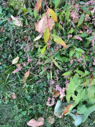 Pennsylvania Smartweed