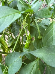 Pepper