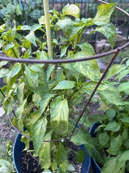 Pepper Plant