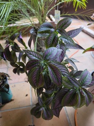 Persian Shield