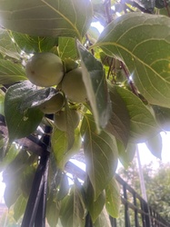 Persimmon
