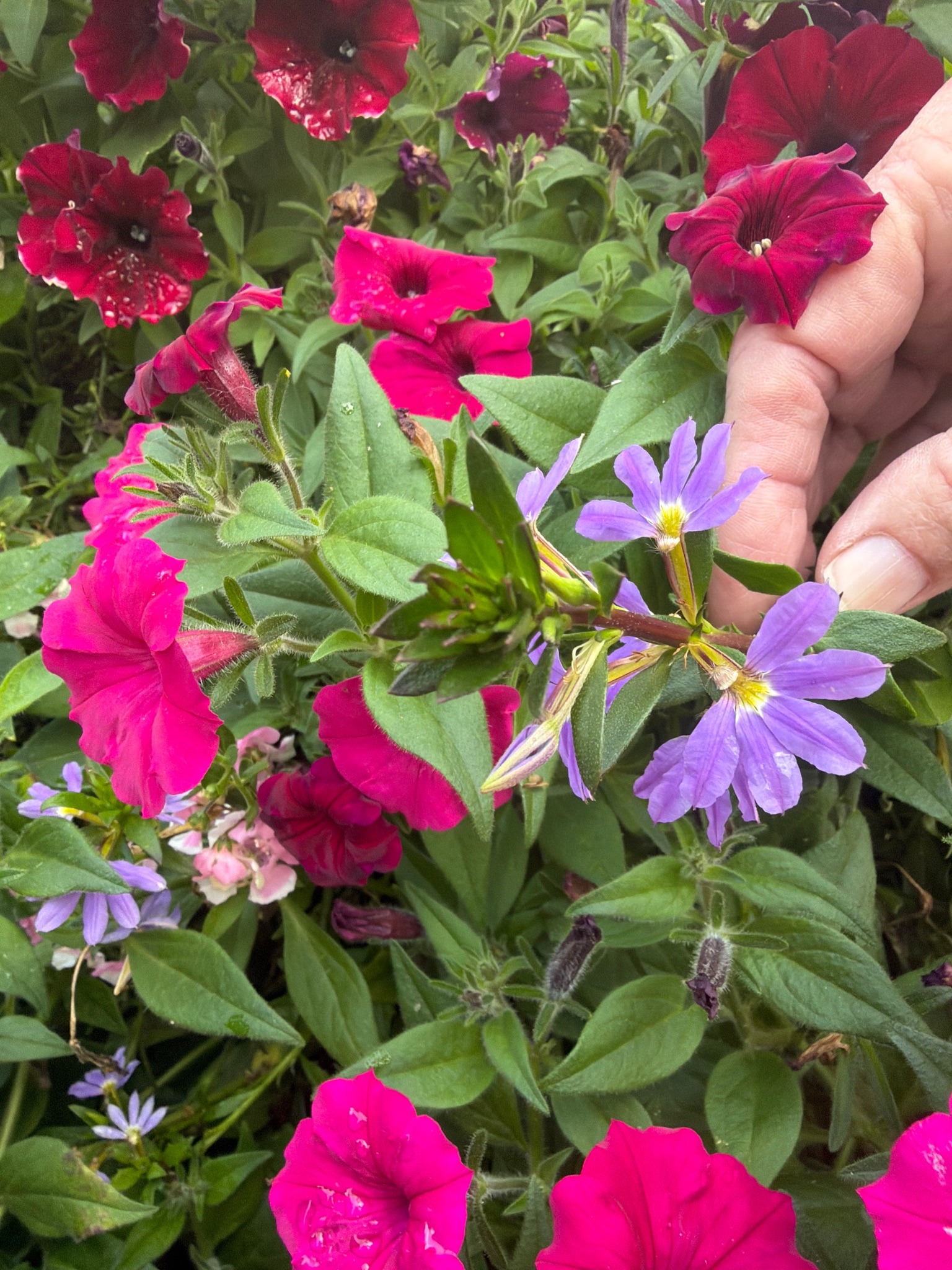 Petunia and Fan Flower