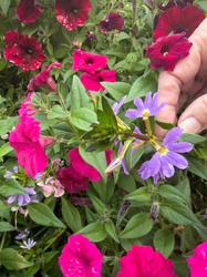 Petunia and Fan Flower