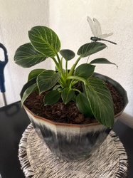 Philodendron Birkin