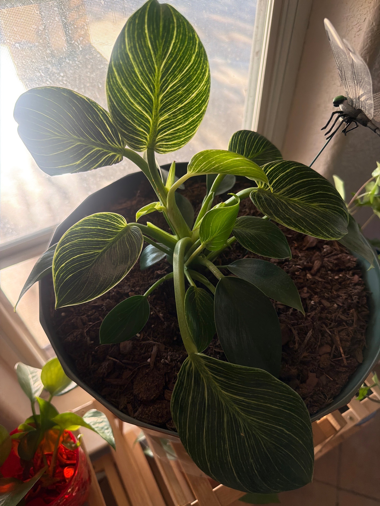 Philodendron Birkin