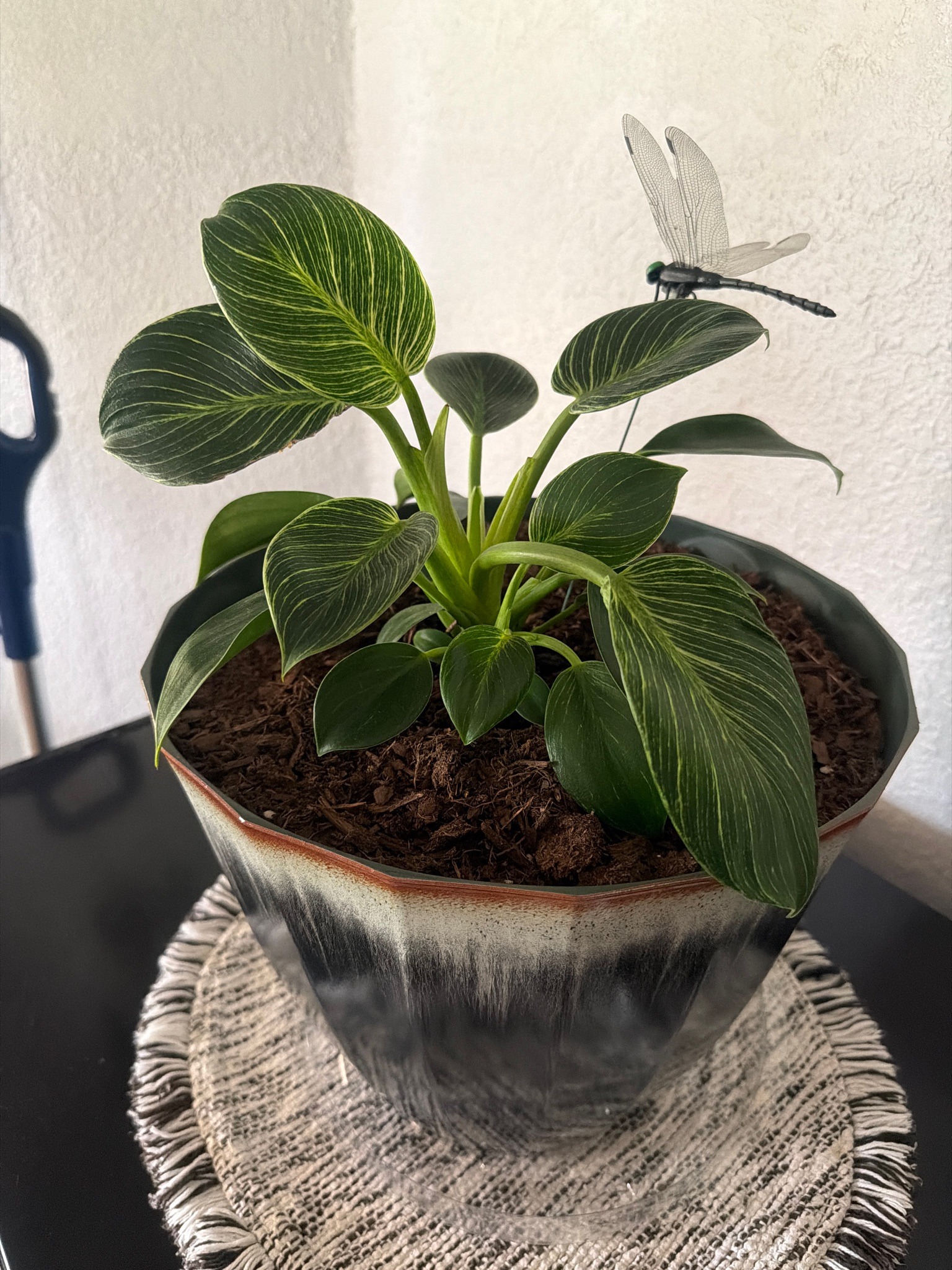 Philodendron Birkin