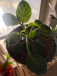 Philodendron Birkin