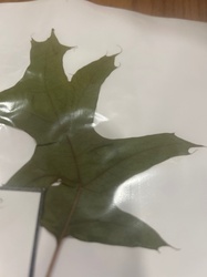 Pin Oak