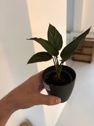 Pin-stripe Calathea