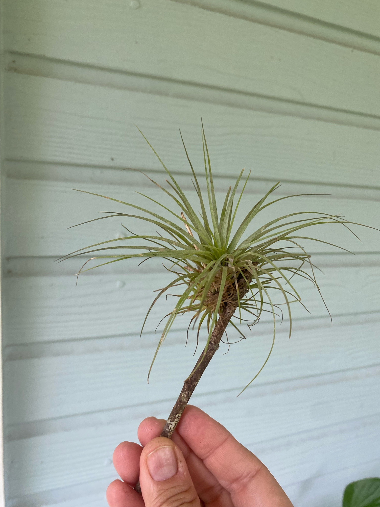 Pincone Air Plant