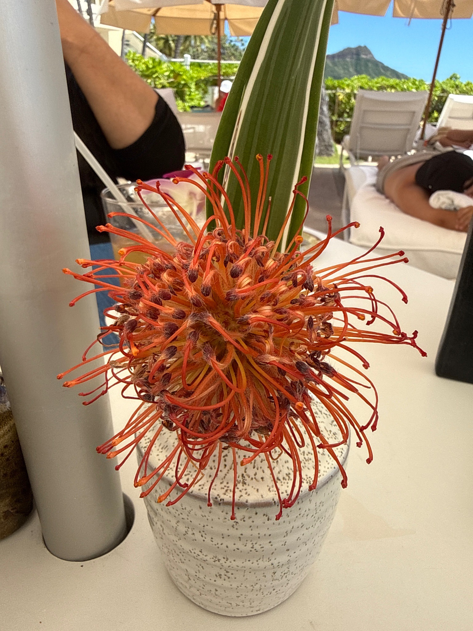 Pincushion Protea