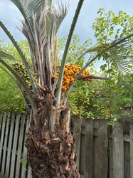 Pindo Palm
