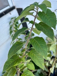 Pineapple Sage