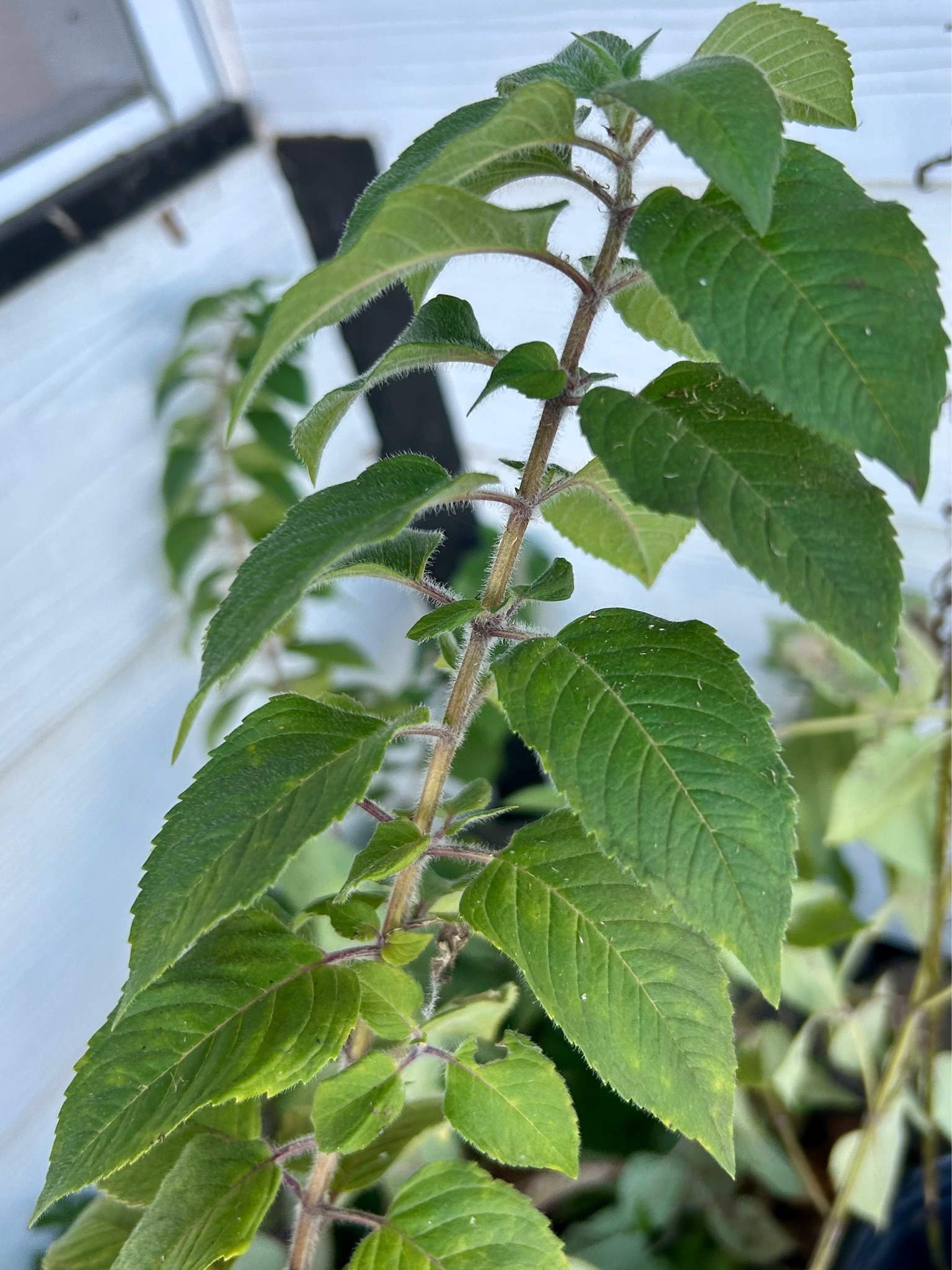 Pineapple Sage