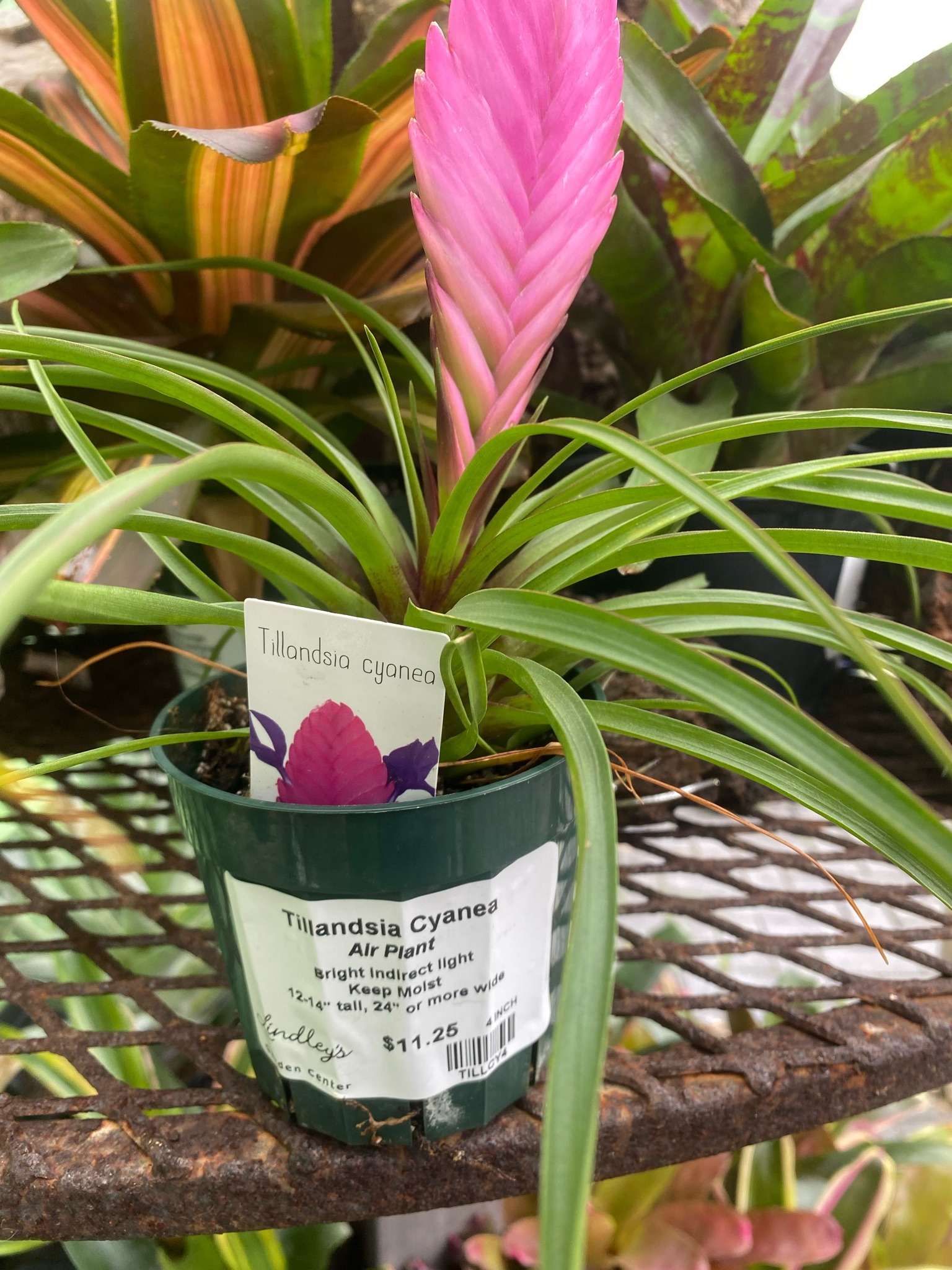 Pink Quill