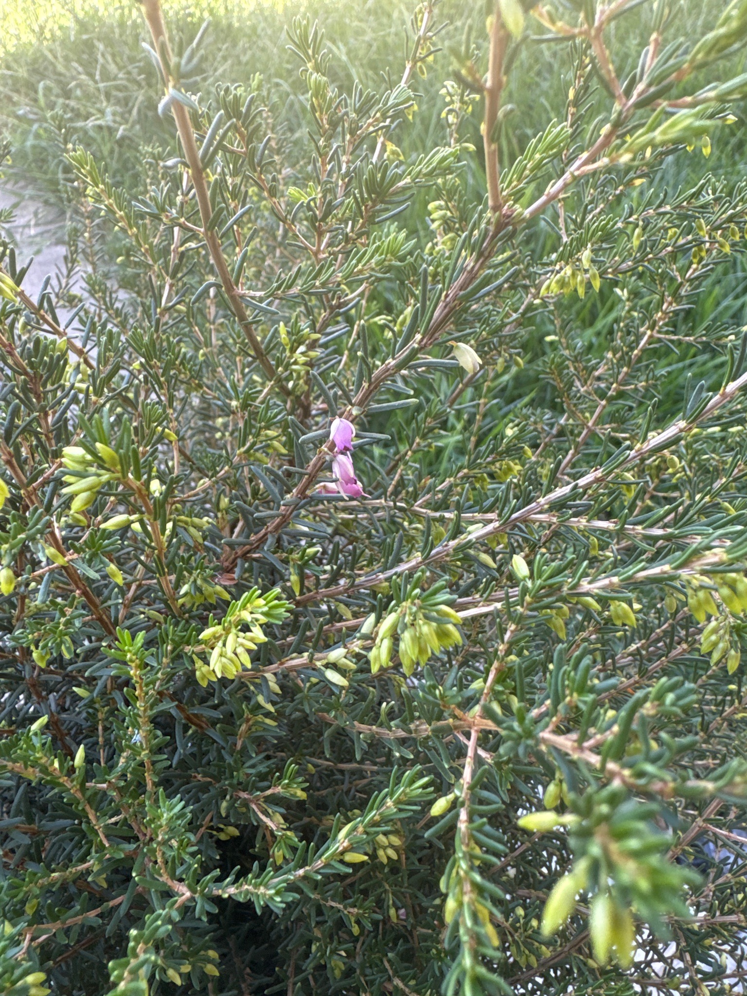 Pink Swamp Heath