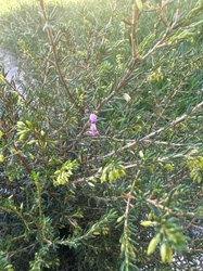 Pink Swamp Heath