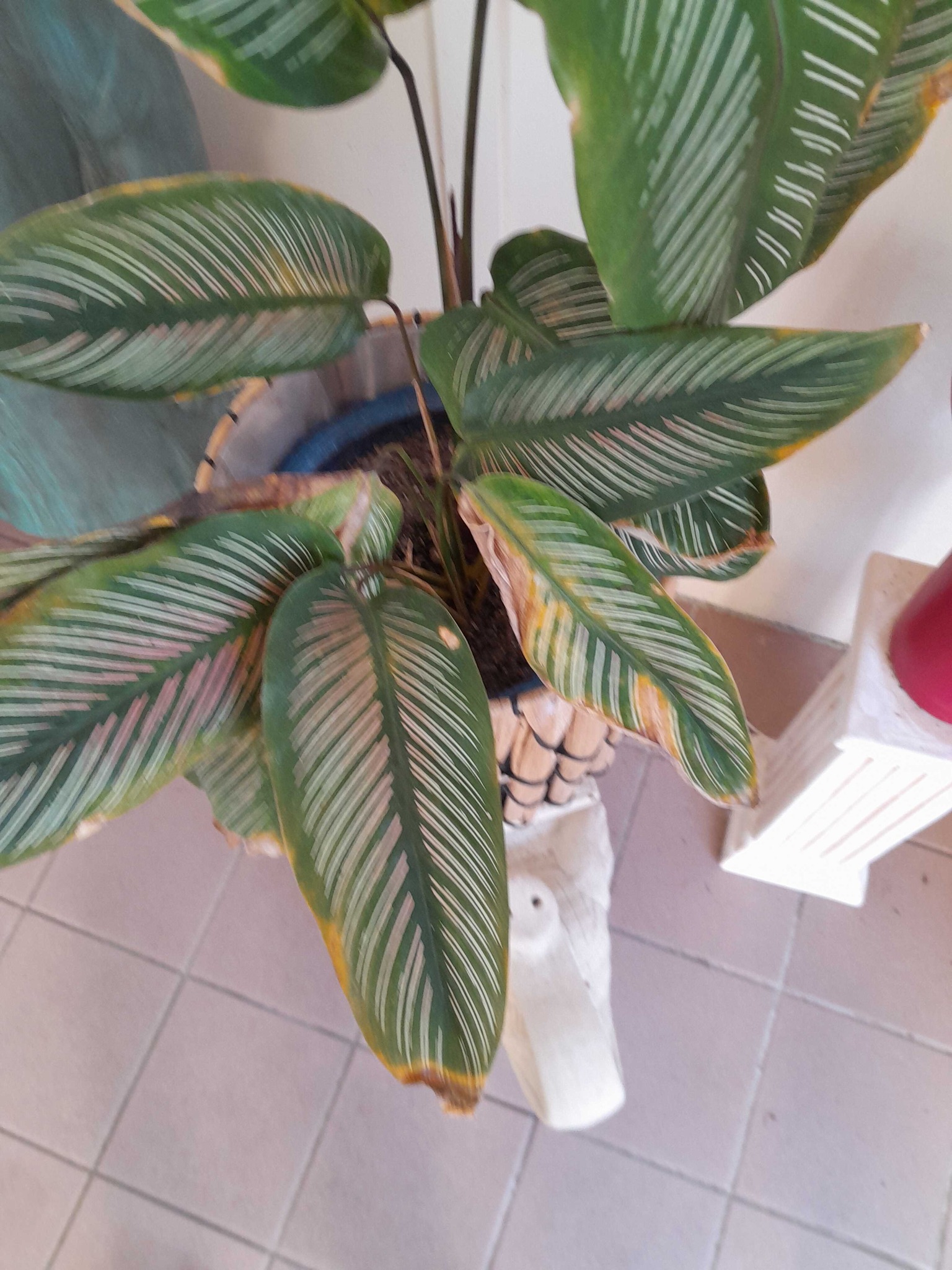 Pinstripe Calathea