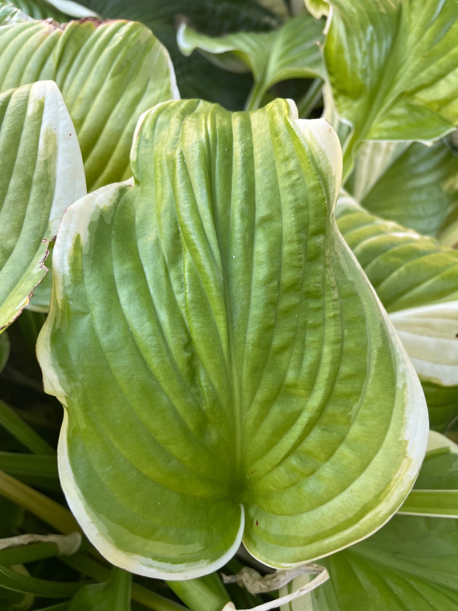 Plantain Lily