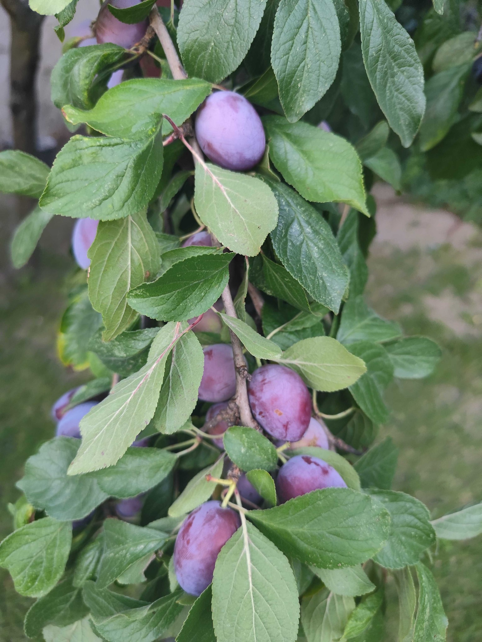 Plum tree