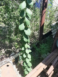 Plum tree (shoot/sucker growth)