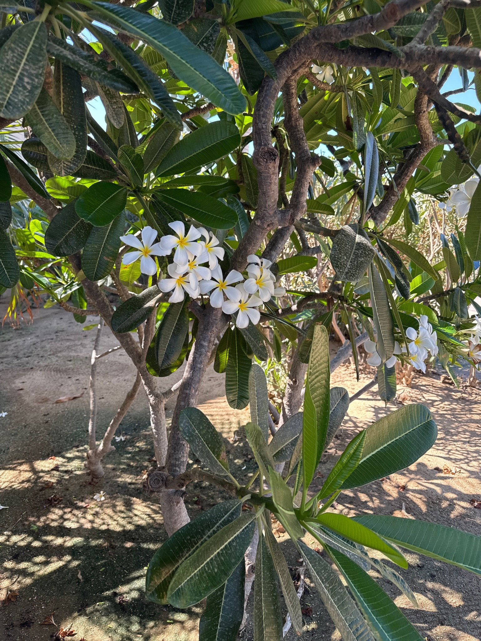 Plumeria