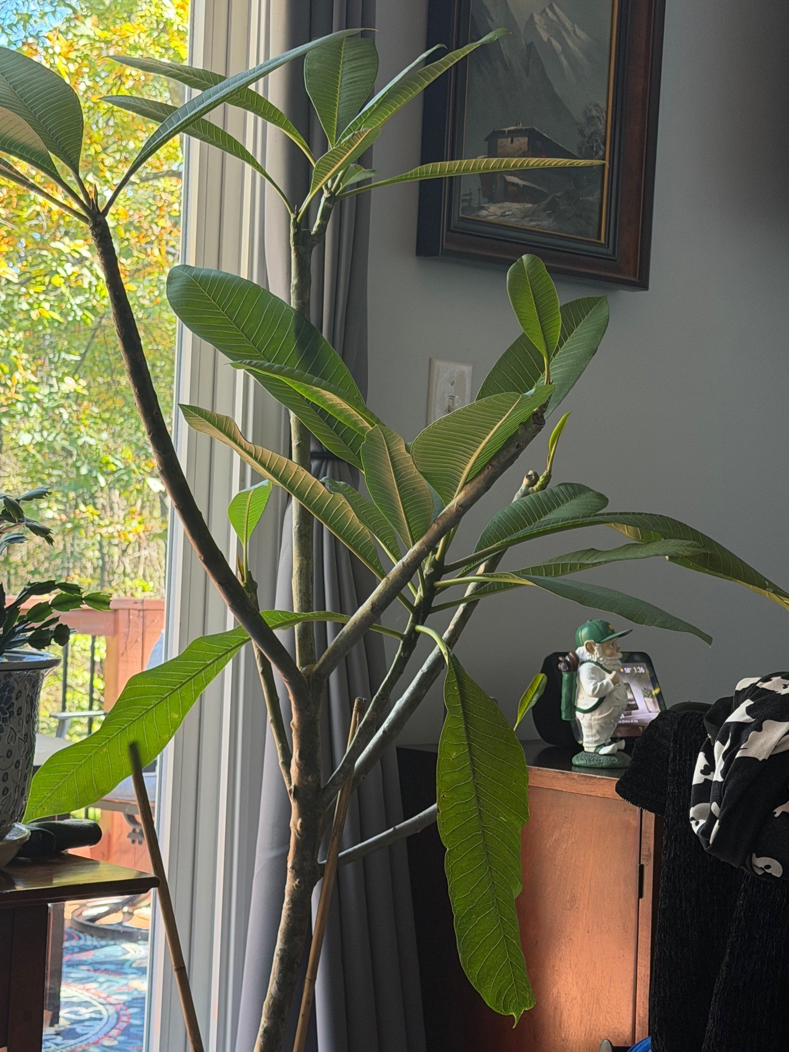 Plumeria