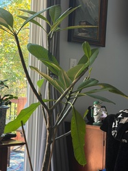 Plumeria