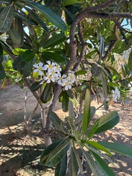 Plumeria