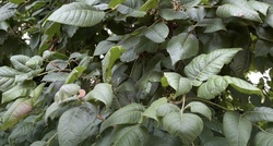 Poison Ivy