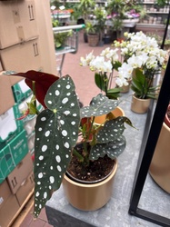Polka Dot Begonia