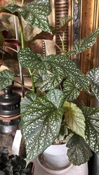 Polka Dot Begonia