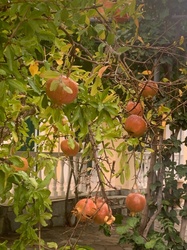 Pomegranate