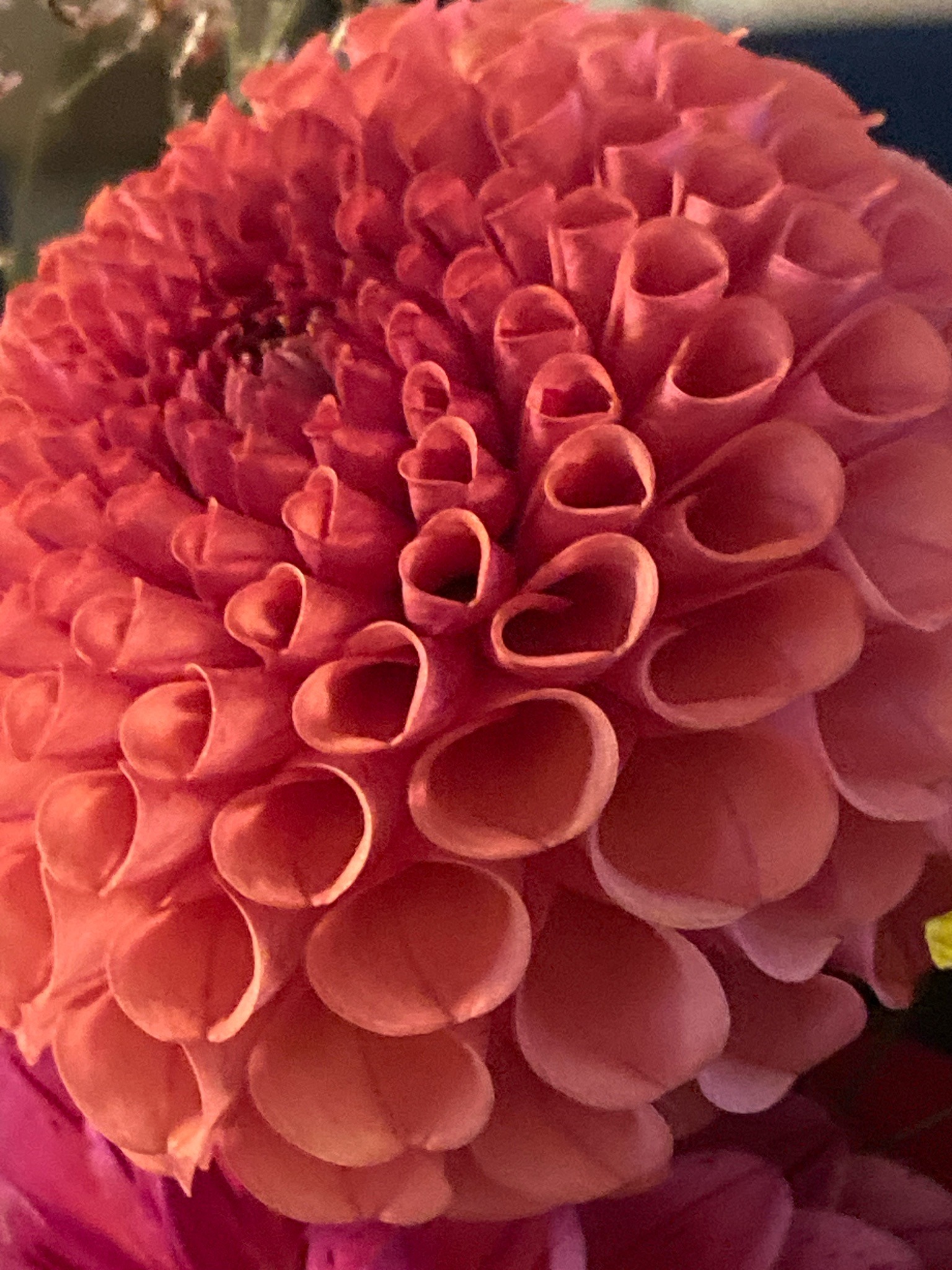 Pompom Dahlia