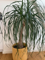Ponytail Palm