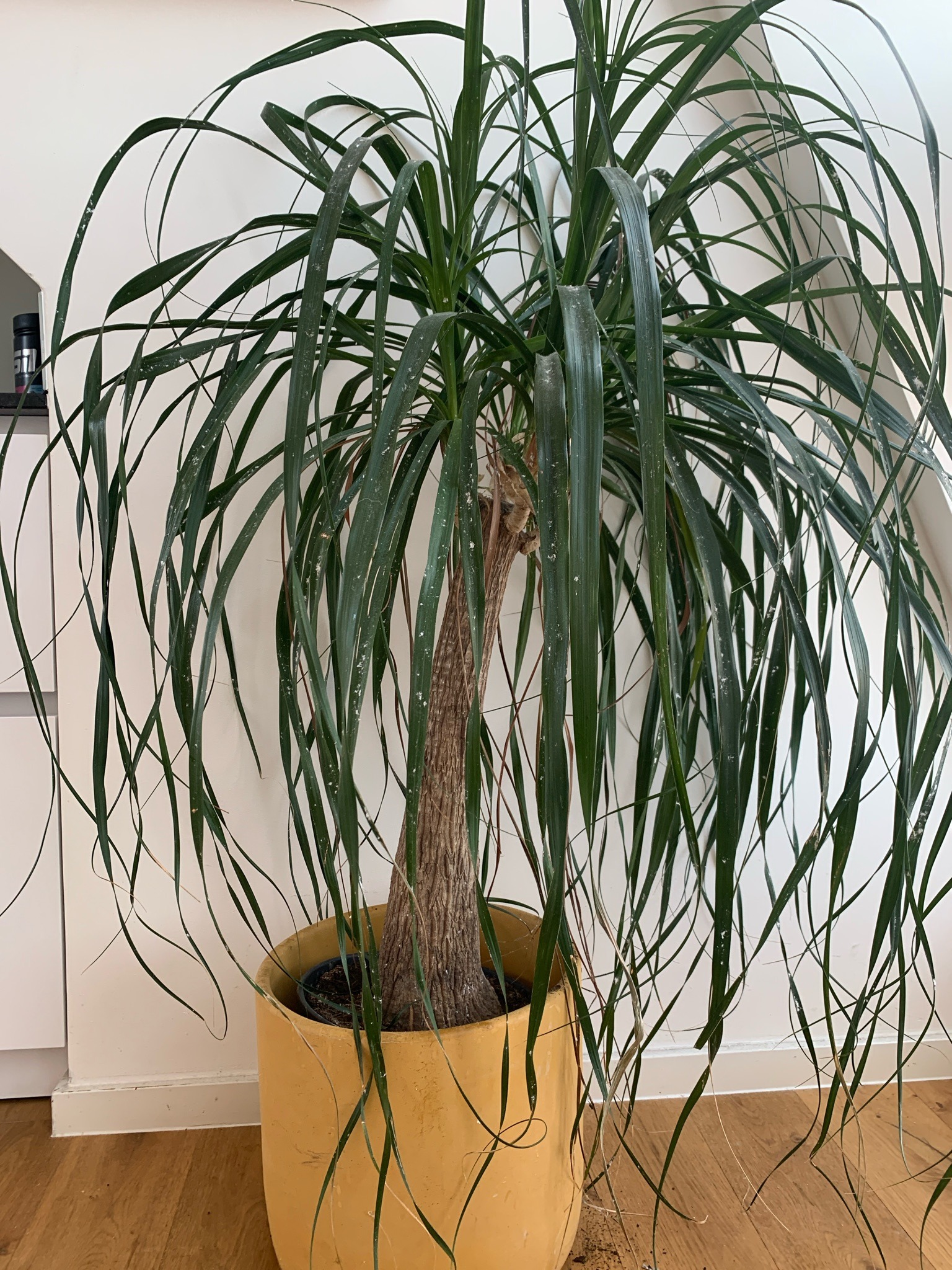 Ponytail Palm