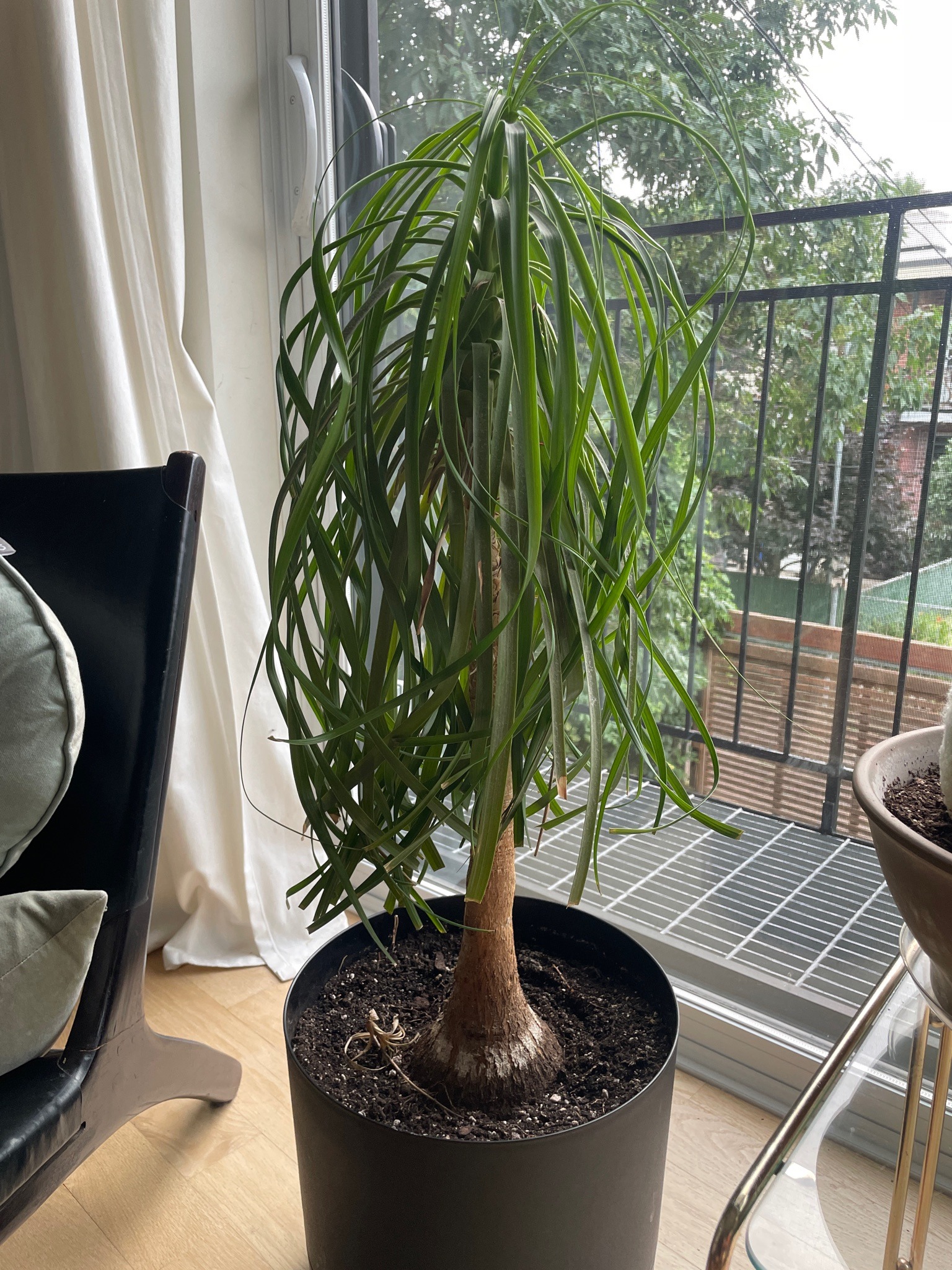 Ponytail Palm