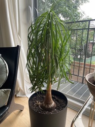 Ponytail Palm