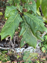 Post Oak