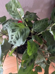 Prayer Plant